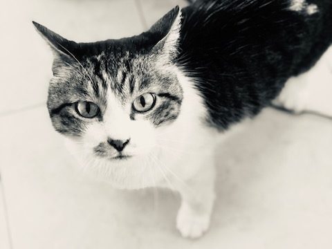 Nakamura Animal Hospital